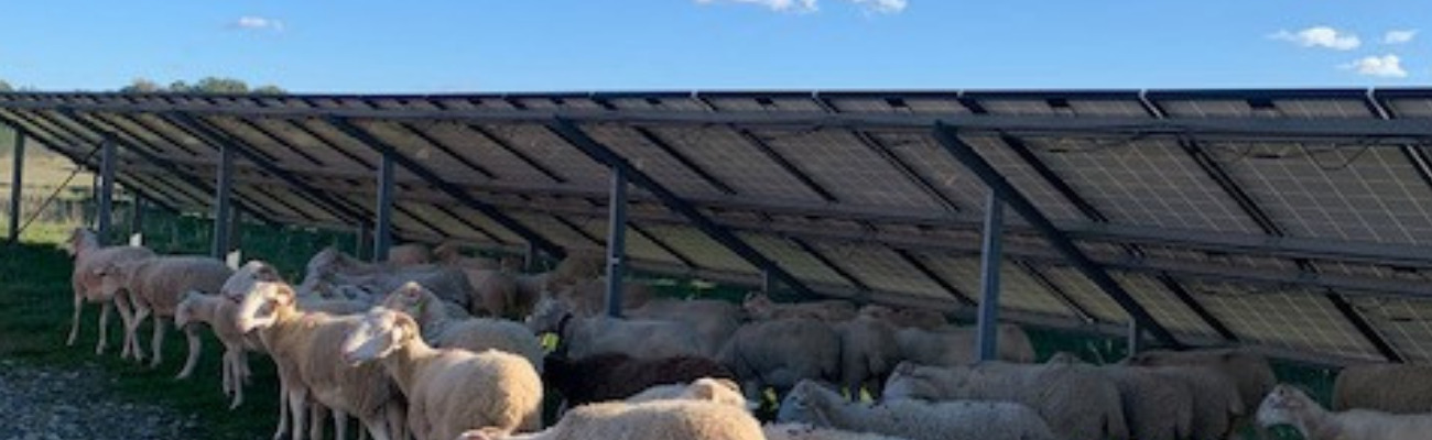 Brebis sous des panneaux photovoltaïques : agrivoltaïsme